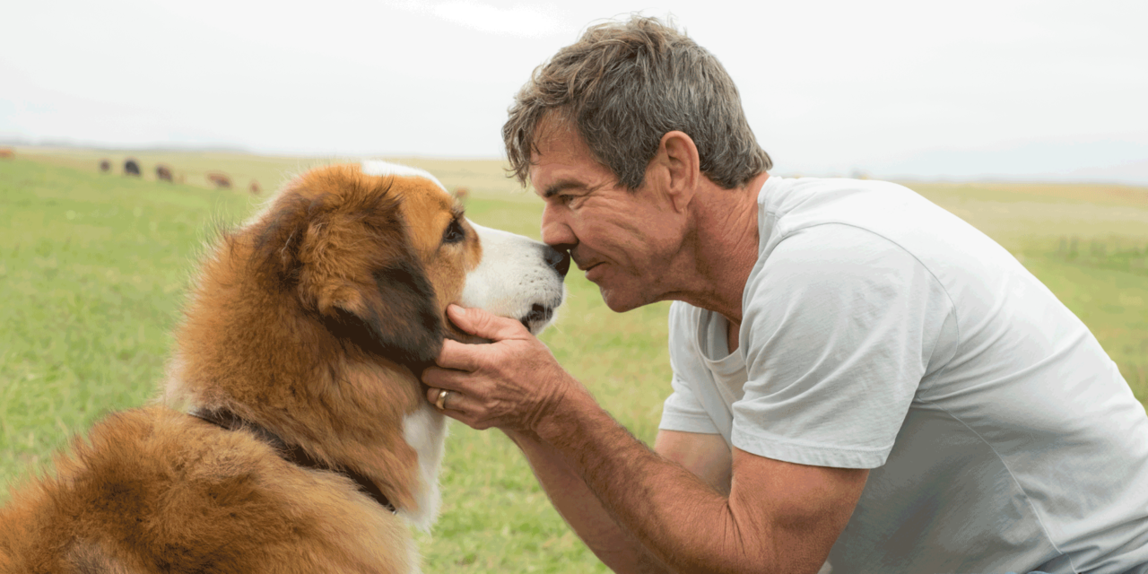 PETA vs. ‘A Dog’s Purpose’ and Judging Films Prematurely