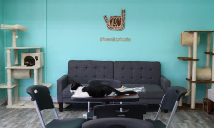 KCC Student Co-Owns Hawaiʻi’s First Cat Cafe
