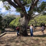 KCC Citizen Foresters Count Campus Trees